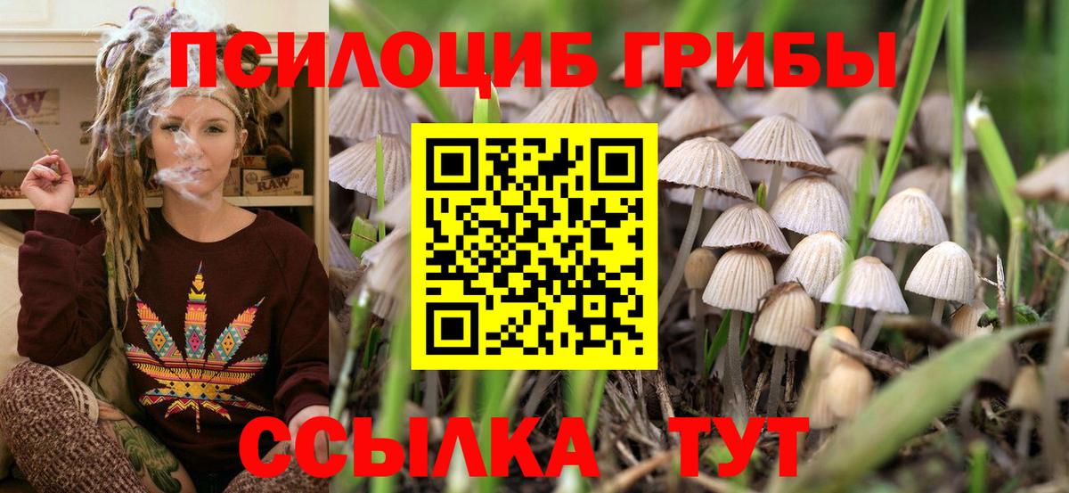 Галлюциногенные грибы Psilocybine cubensis Северск